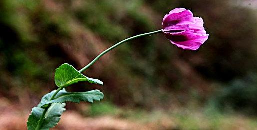 科幻与奇幻交错的冒险世界 全新合作冒险游戏《双影奇境》